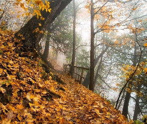 Ścieżka, Drzewa, Park, Jesienne