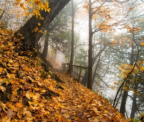 Park, Ścieżka, Drzewa, Jesienne