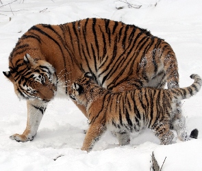Tygrysica, Śnieg, Małe