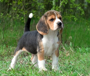 Szczeniak, Trawa, Beagle