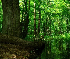 Las, Jezioro
