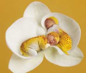 Śpiace, Anne Geddes, Storczyk, Bliźniaki, Dwa