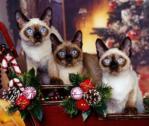 Trzy, Atmosfera, Koty, Świąteczna, Piękne