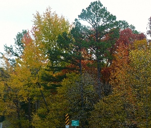 Liście, Kolorowe, Jesień, Drzewa