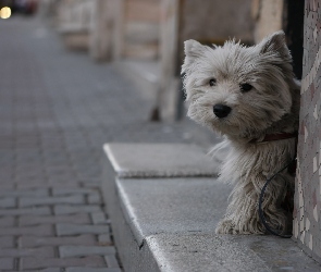 West Highland White Terrier