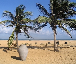 Palmy, Wazon, Plaża