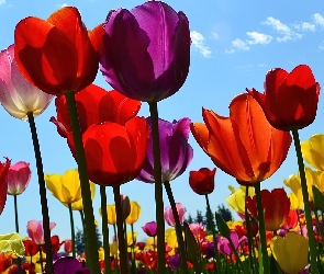 Niebo, Tulipany, Kwiaty, Kolorowe