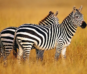 Dwie, Zebry