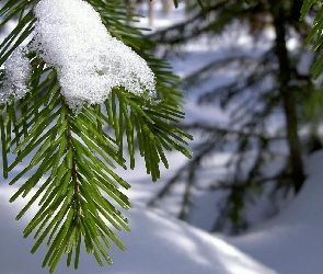 Zima, Gałązki, Choinka, Śnieg
