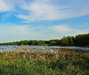 Drzewa, Niebo, Jezioro, Łąka