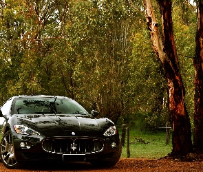 Drzewa, Maserati Gran Turismo