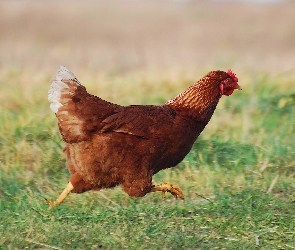 Bieg, Trawa, Kura Domowa