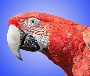 Papuga, Czerwona