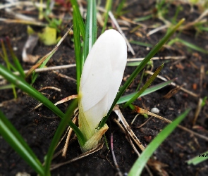 Krokus, Pączek, Biały