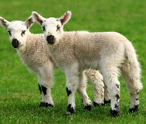 Owce, Łąka