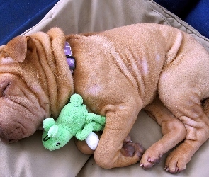 Shar Pei, Maskotka, Szczeniaczek