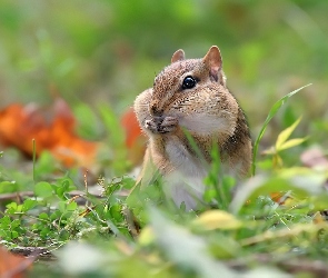 Chipmunk, Łapki
