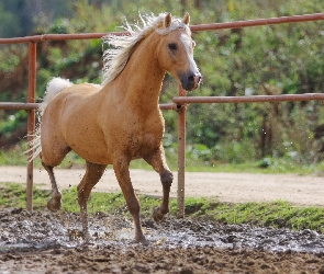 Koń, Padok, Palomino