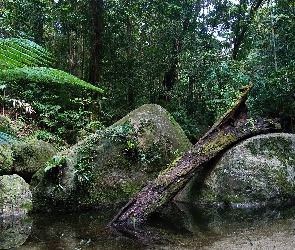 Daintree, Kamienie, Drzewa, Australia, Park Narodowy