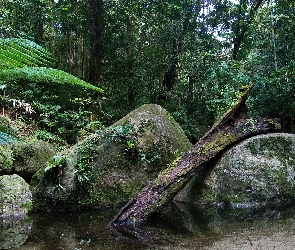 Park Narodowy, Kamienie, Australia, Drzewa, Daintree