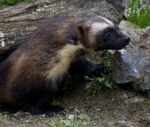 Norka, Kamienie, Rosomak