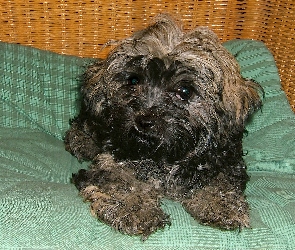 Koszyk, Piesek