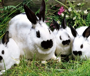 Białe, Króliki, Cztery