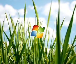 Windows, Trawa, Logo