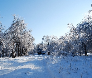 Drzewa, Zima, Ławki, Droga, Park