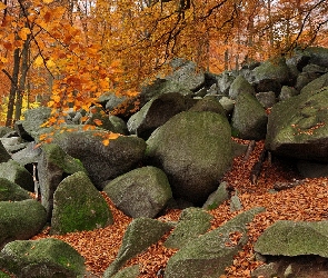 Skały, Las