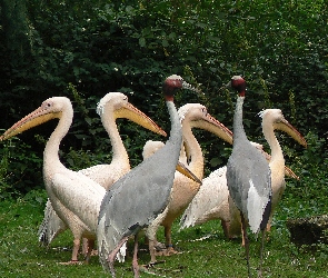 Pelikany, Stado