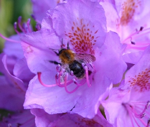 Pszczoła, Rododendron, Fioletowe, Kwiaty