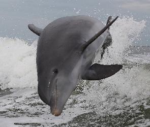 Delfin, Fale, Morze