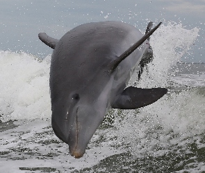 Morze, Fale, Delfin