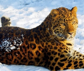 Leżący, Jaguar, Śnieg