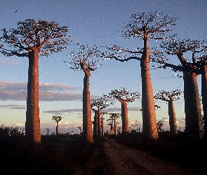 Drzewa, Droga, Baobab
