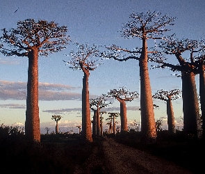 Baobab, Droga, Drzewa