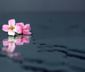 Różowy, Woda, Kwiatek