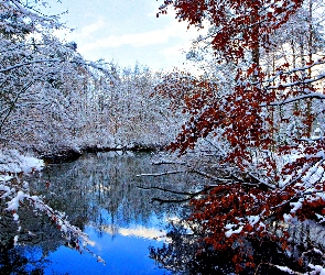Jezioro, Śnieg, Drzewa