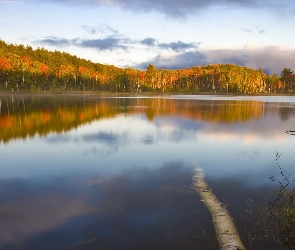 Drzewa, Jesień, Jezioro