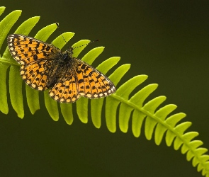 Motyl, Paproć