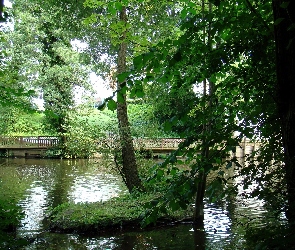Rzeka, Mostek, Drzewa