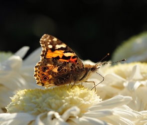 Motyl, Kwiat, Biały