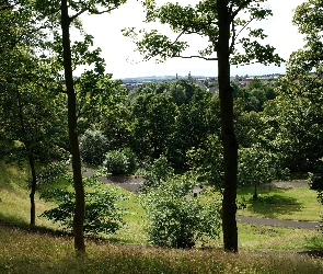 Park, Drzewa, Alejki