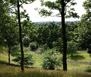 Alejki, Drzewa, Park