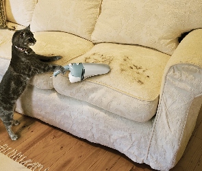 Kot, Sprzątający