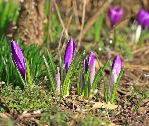 Krokusy, Ziemia, Trawa, Fioletowe