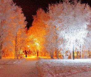 Park, Drzewa, Białe, Zimą