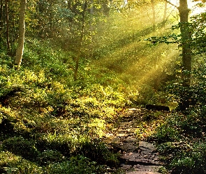 Kamienna, Słońca, Las, Promienie, Ścieżka