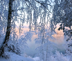 Jezioro, Zima, Drzewa